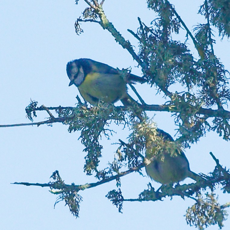 Eurasian Blue Tit - ML646653029