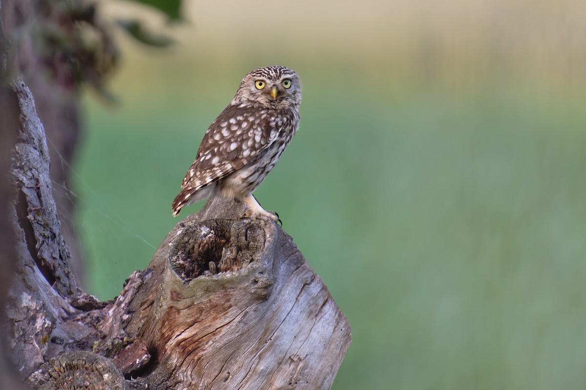 Little Owl - ML646653030