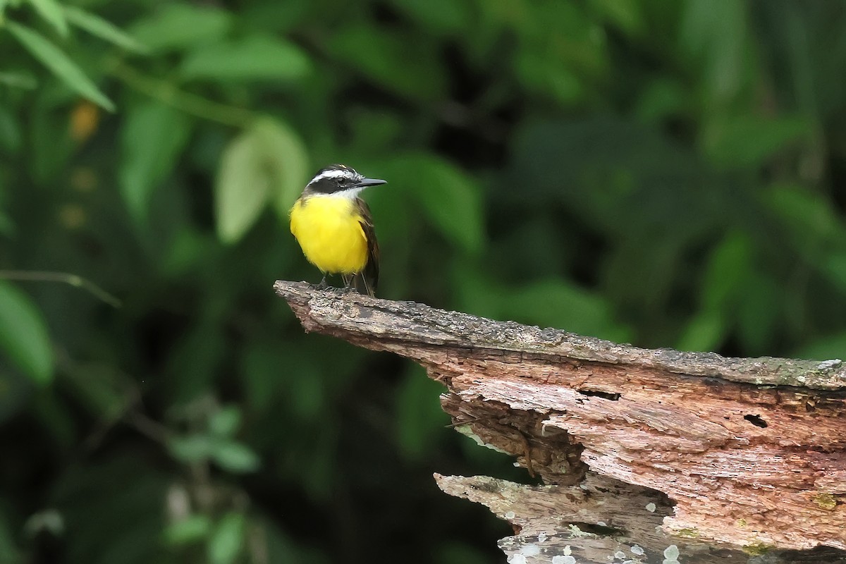 Lesser Kiskadee - ML646653031