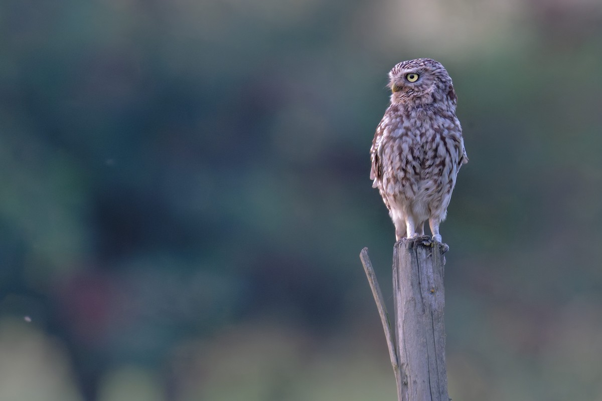 Little Owl - ML646653032