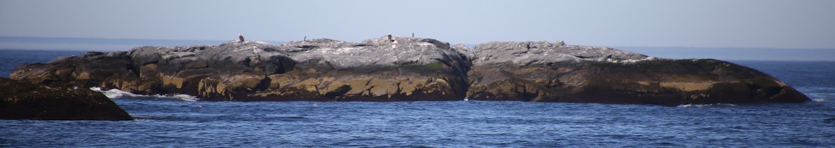 Bald Eagle - ML646653033