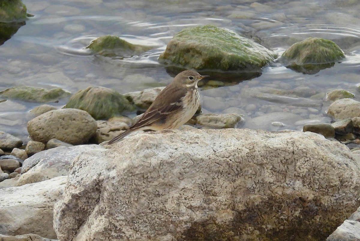 American Pipit - ML646653034