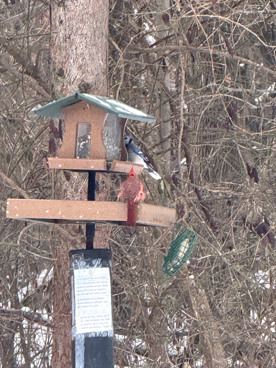 Сизойка блакитна - ML646653036