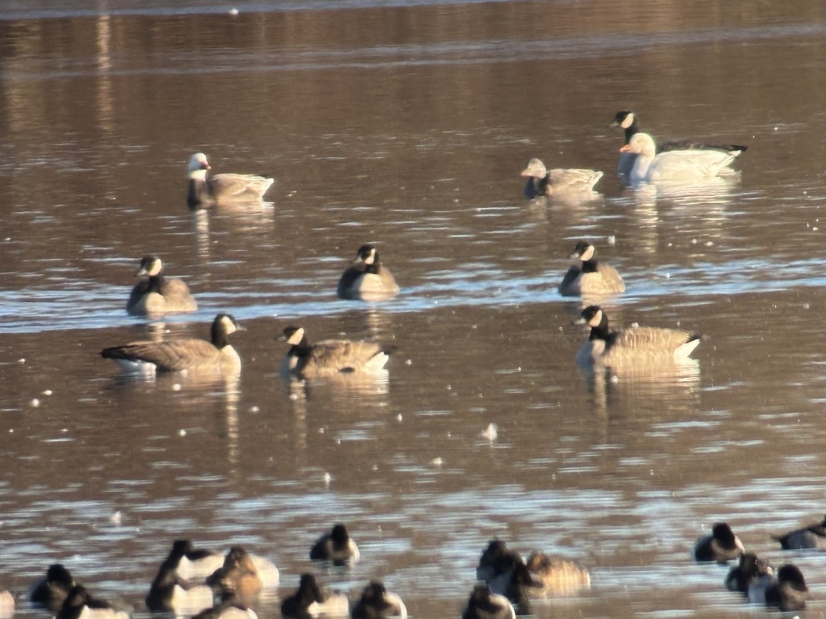 Snow Goose - ML646653037