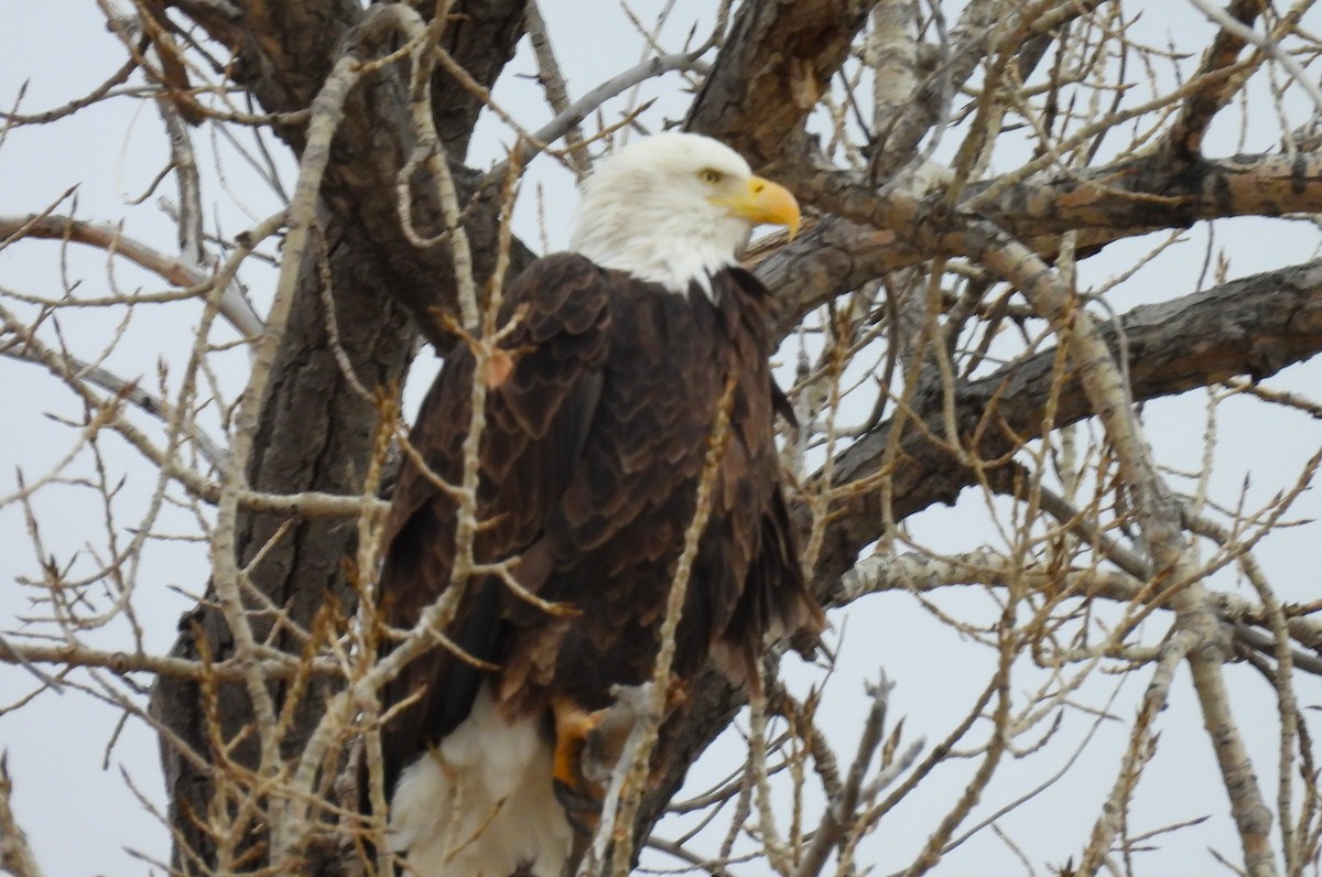 Bald Eagle - ML646653038
