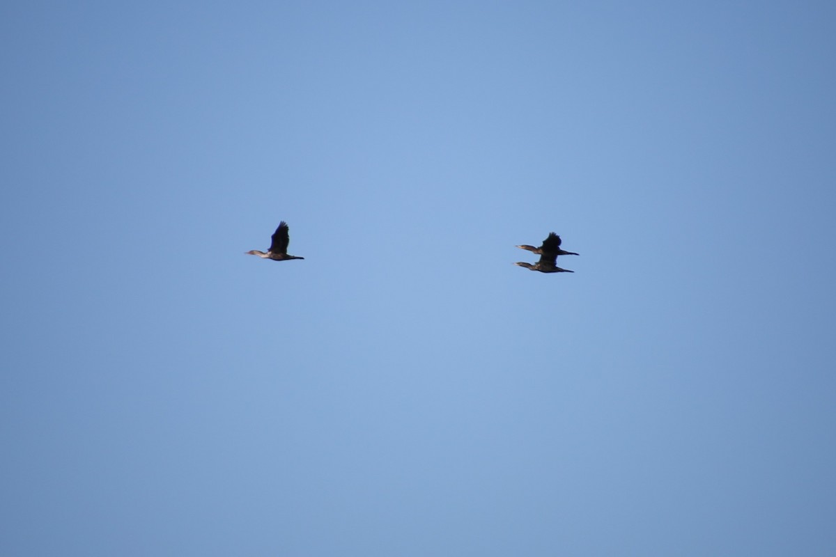 Double-crested Cormorant - ML646653039