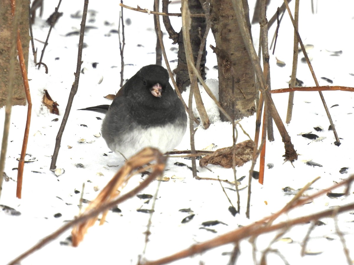 Dark-eyed Junco (cismontanus) - ML646653040