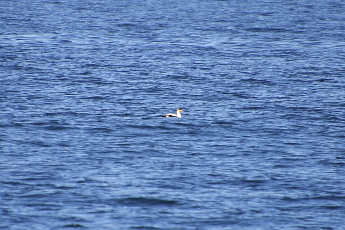 Common Eider - ML646653041