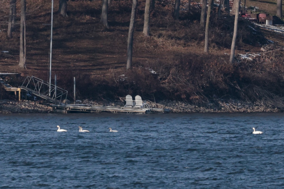 Tundra Swan - ML646653042
