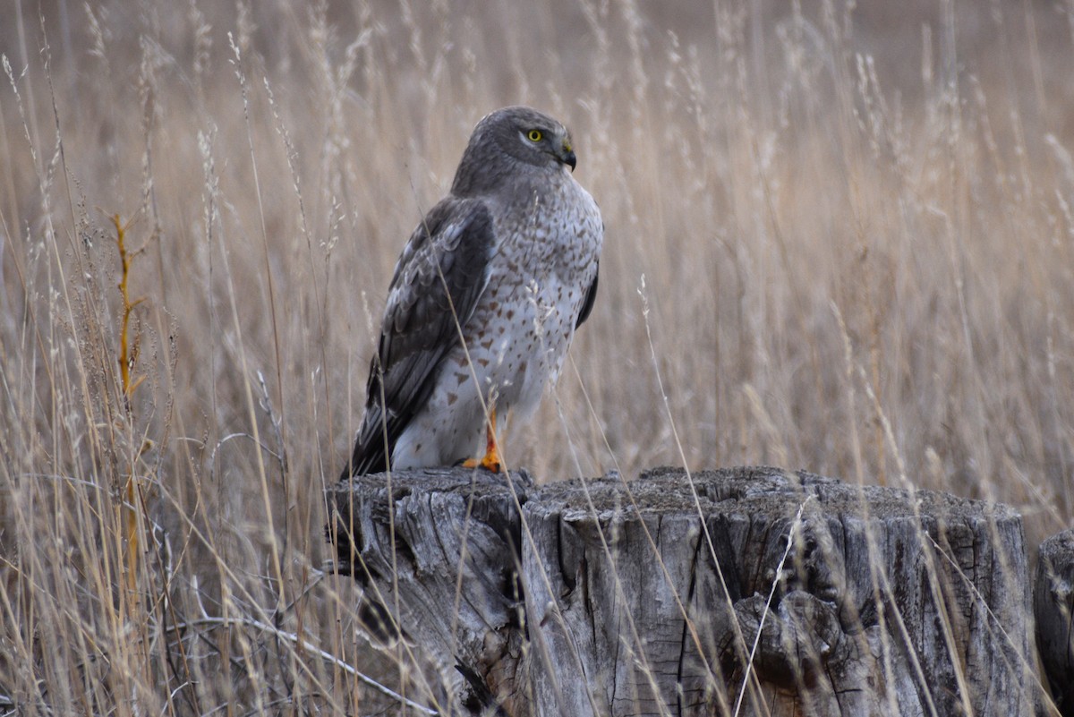 Northern Harrier - ML646653043