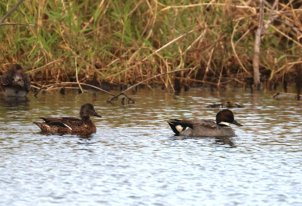 שרשיר חרמש - ML646653045