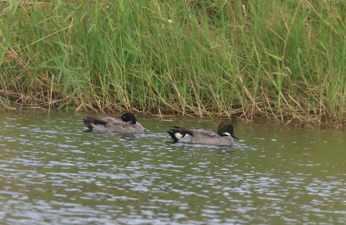 שרשיר חרמש - ML646653047