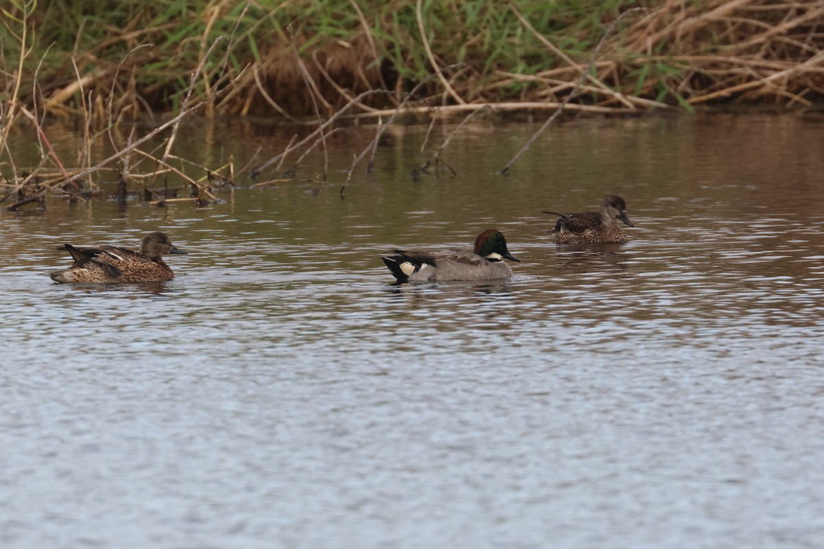 שרשיר חרמש - ML646653049