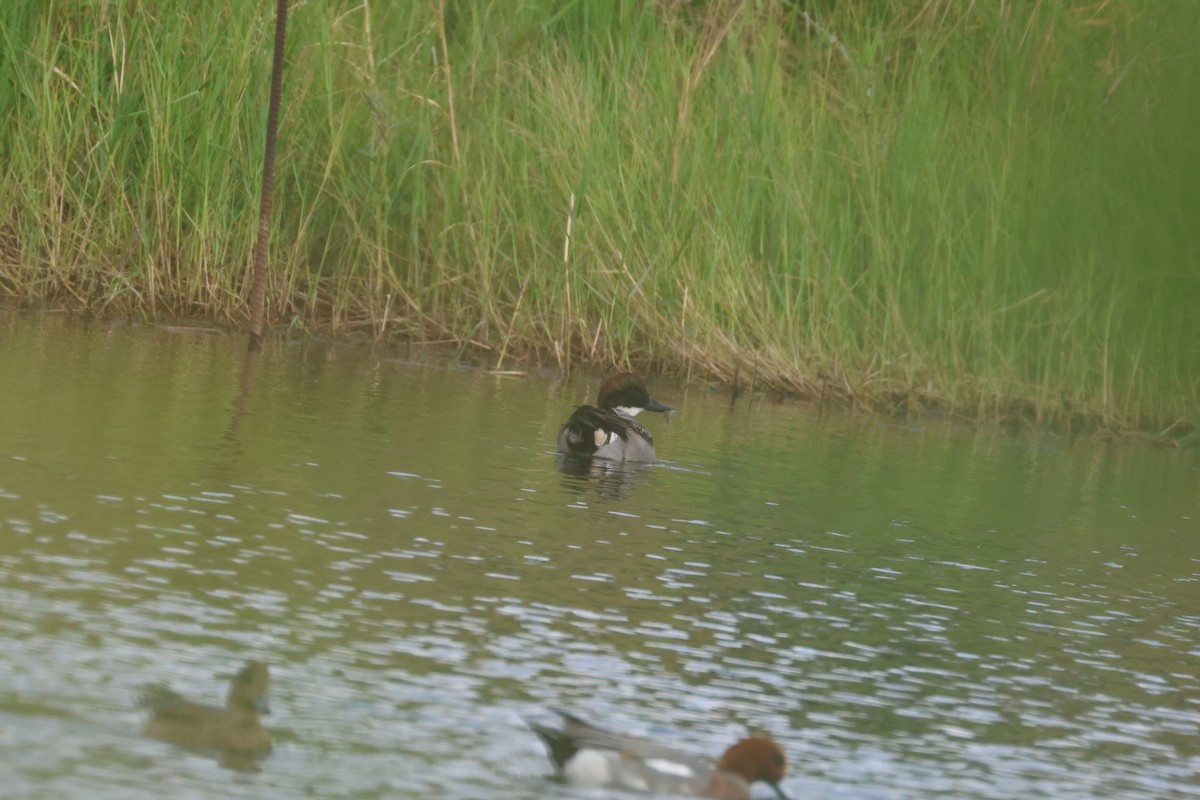 שרשיר חרמש - ML646653050