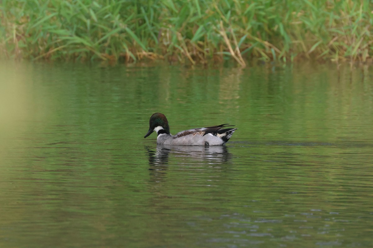 שרשיר חרמש - ML646653051