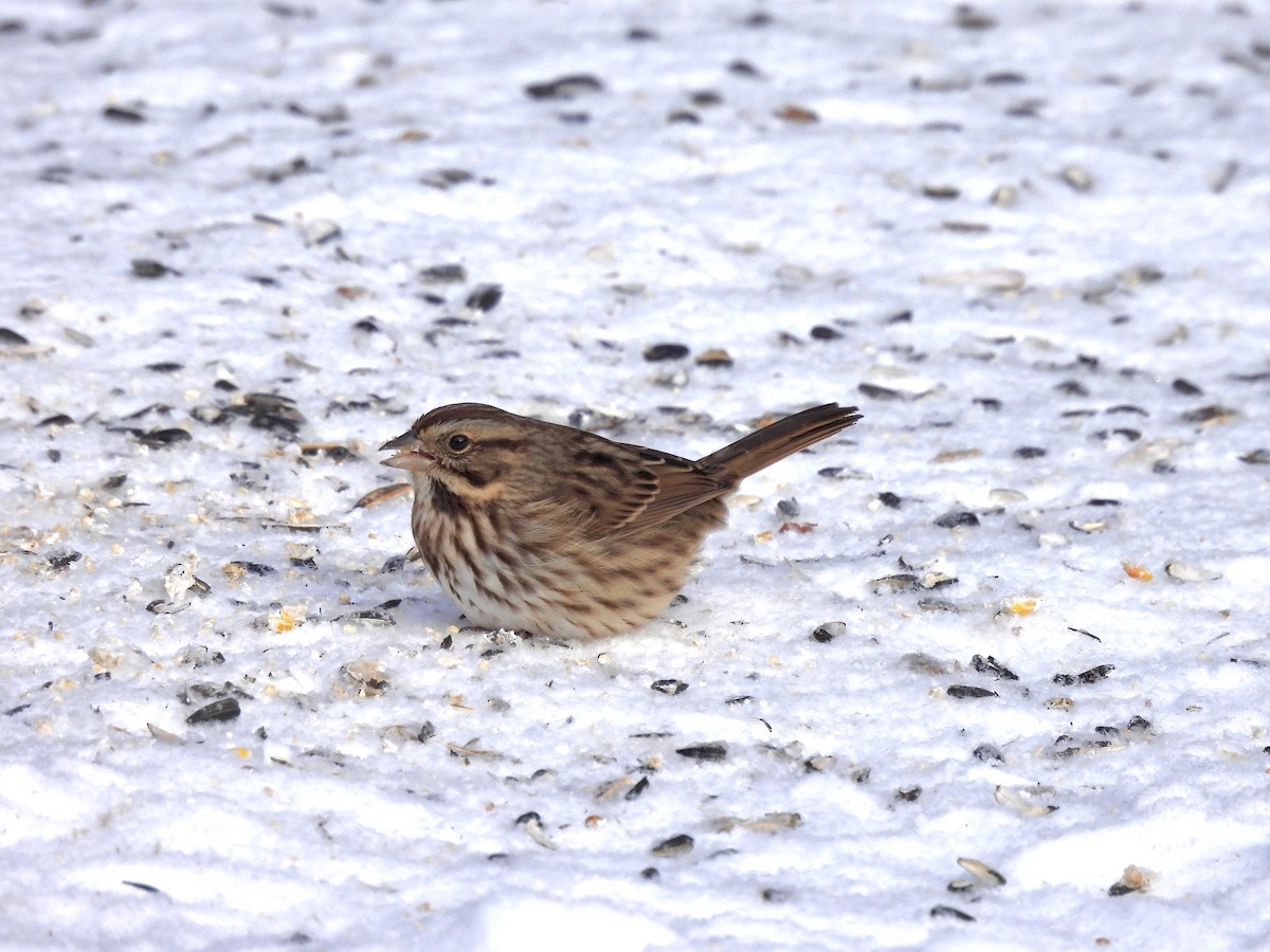 Song Sparrow - ML646653052