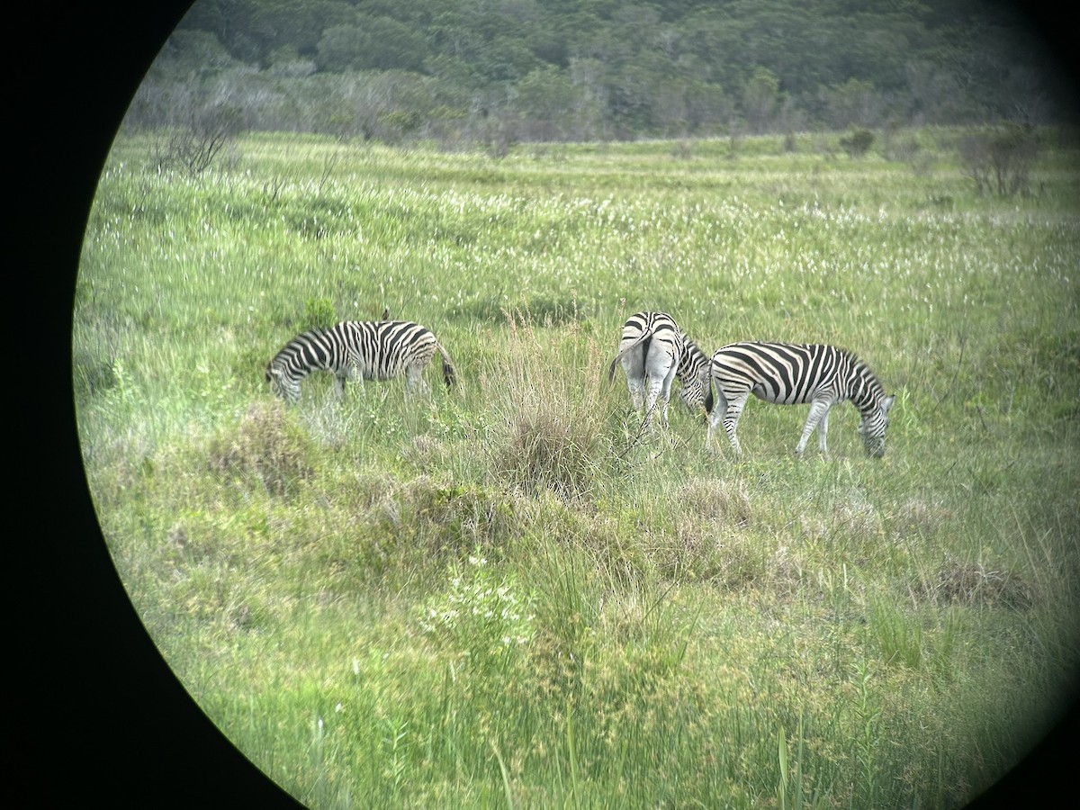 Animals - ML646653053