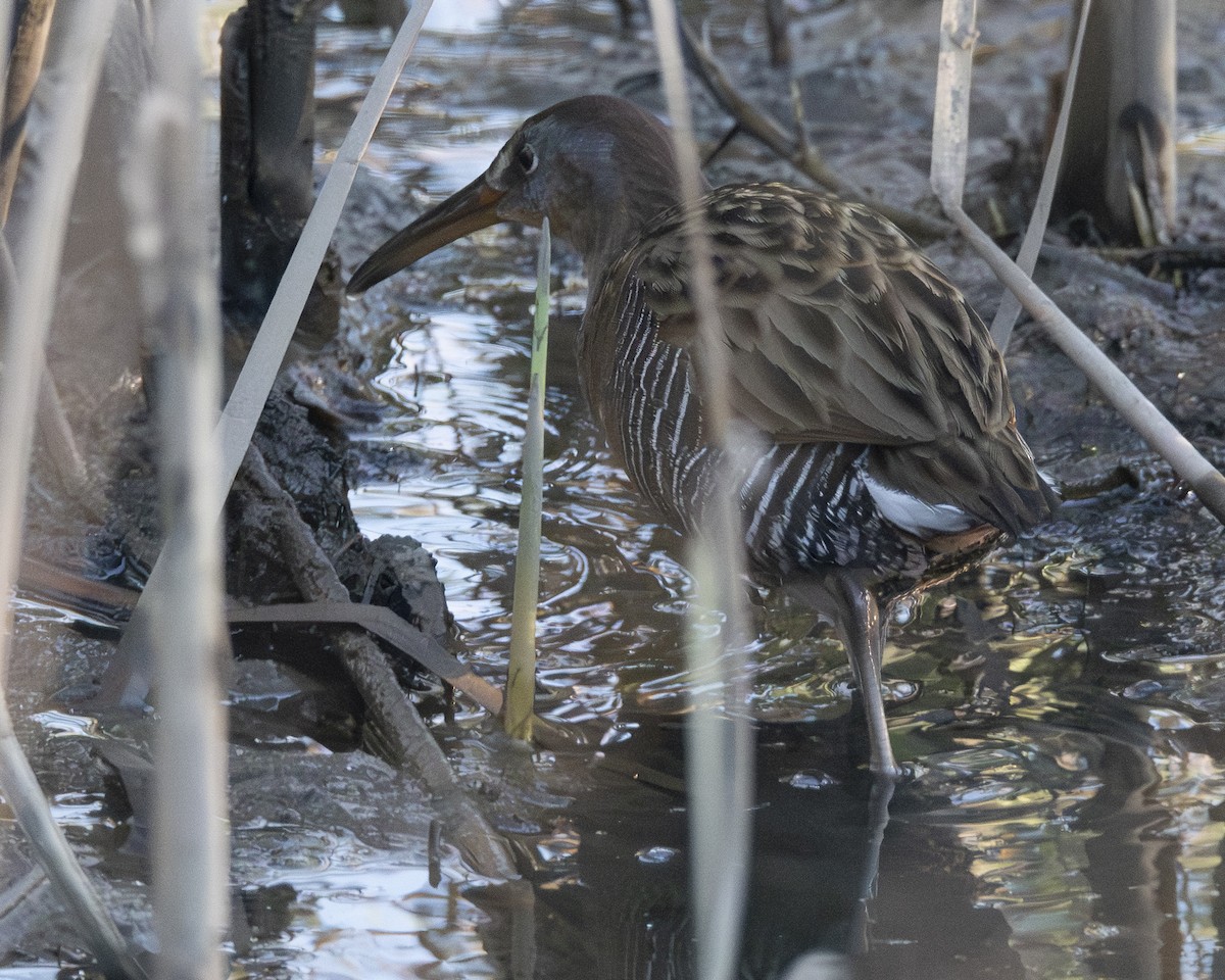 King Rail - ML646653054