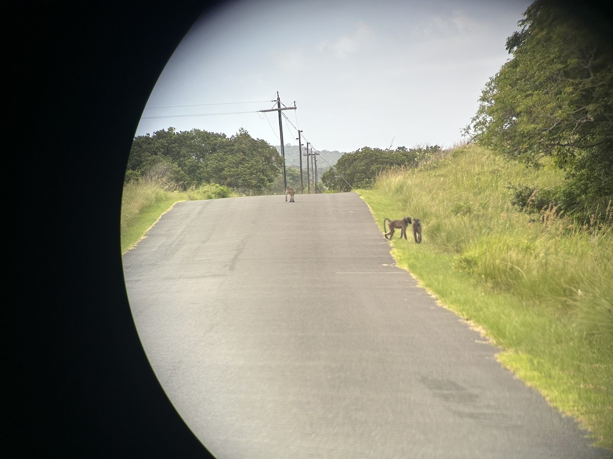 Animals - ML646653057