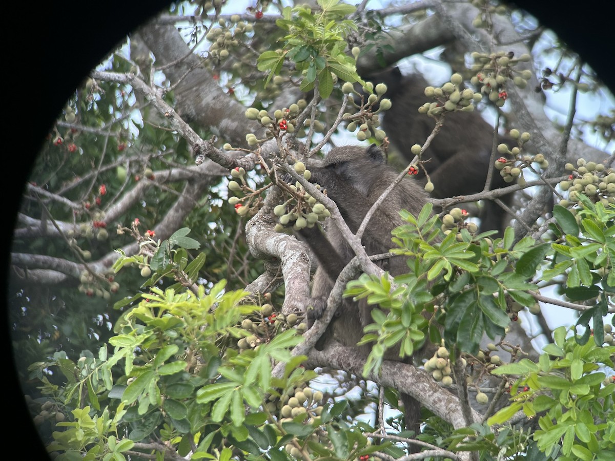 Animals - ML646653058