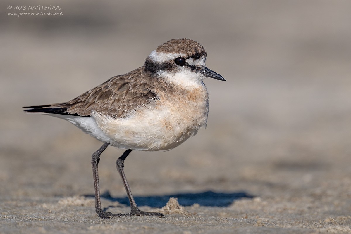 Пісочник-пастух - ML646653059