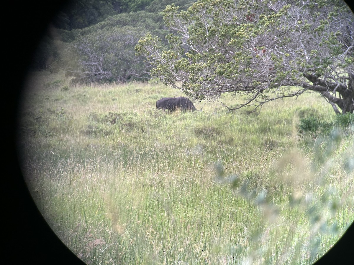 Animals - ML646653061