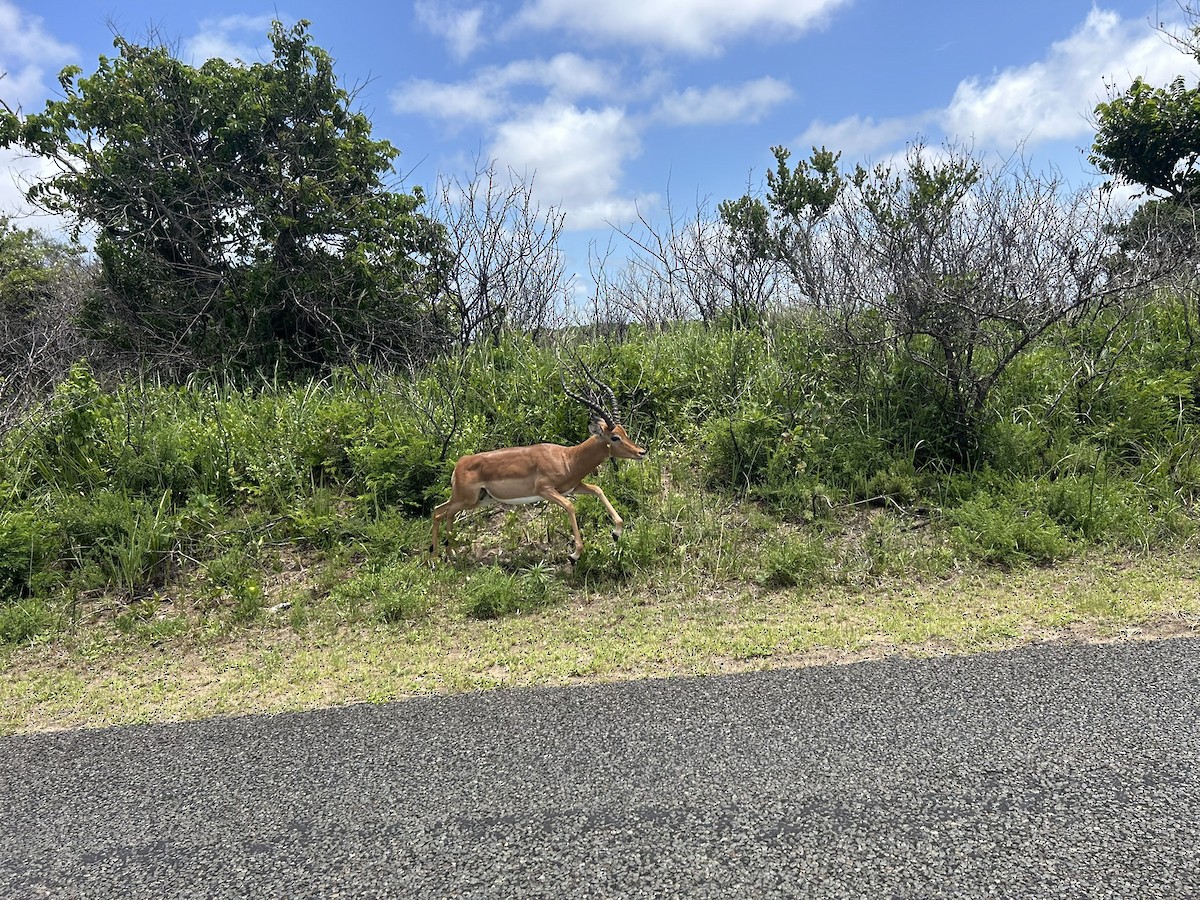 Animals - ML646653063