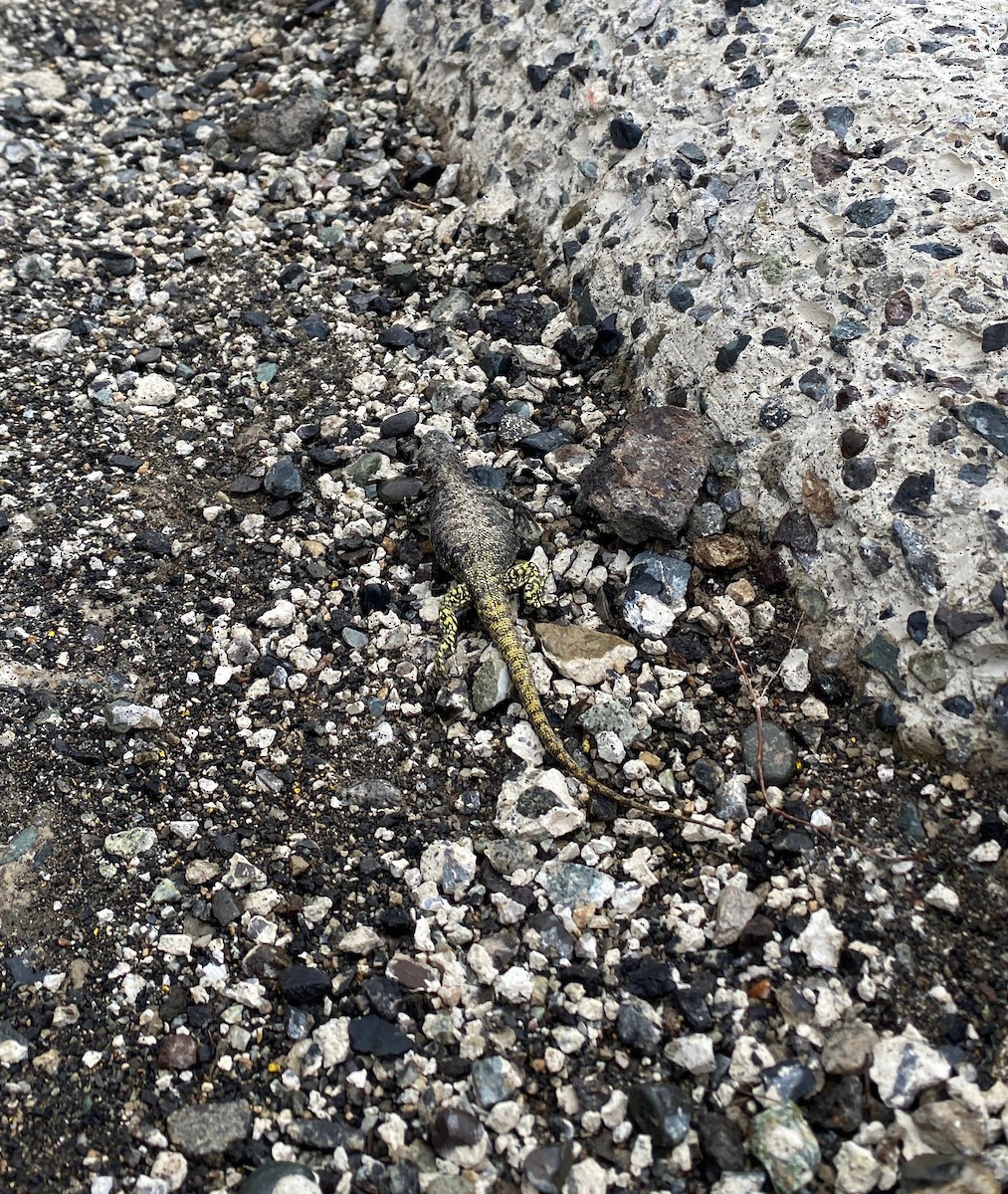 Maule Chuckwalla - ML646653064