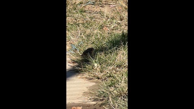 Багновець блідий - ML646653065