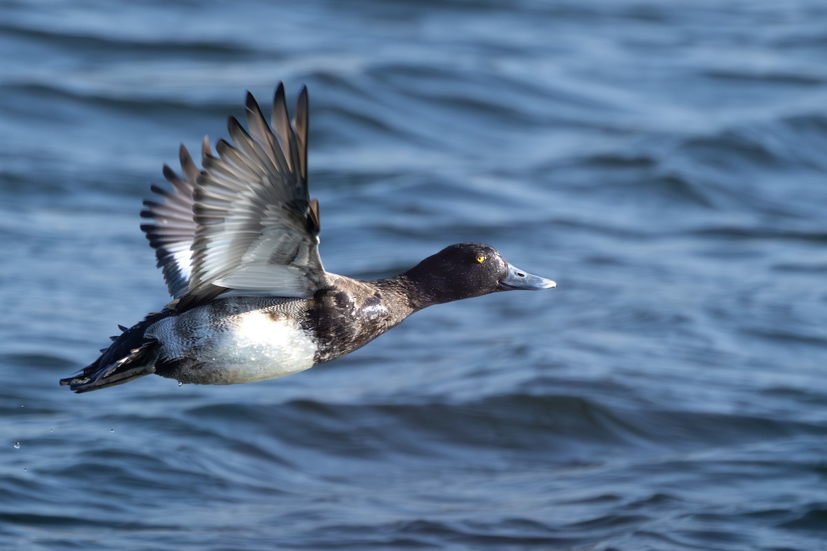 Lesser Scaup - ML646653066