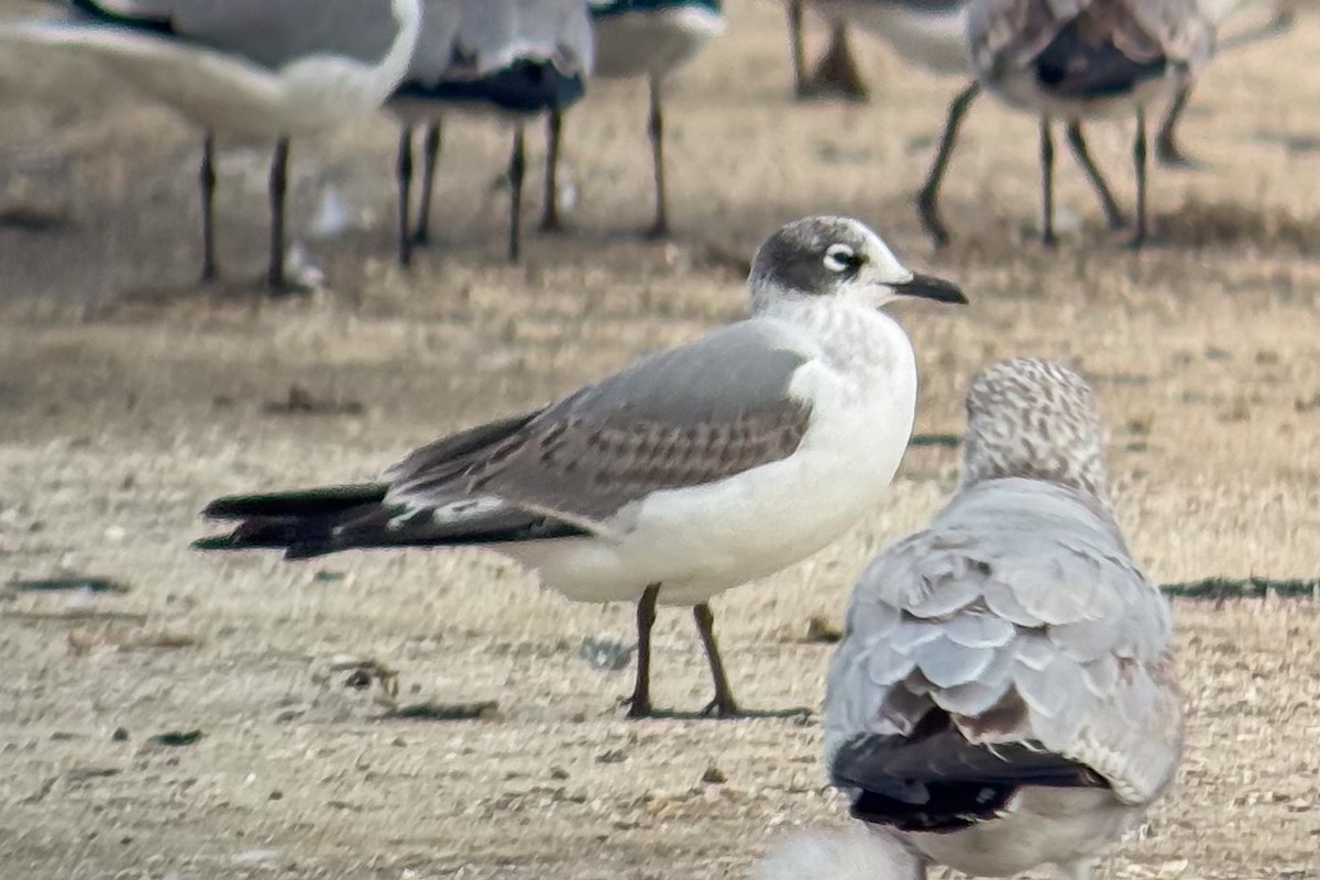 弗氏鷗 - ML646653067