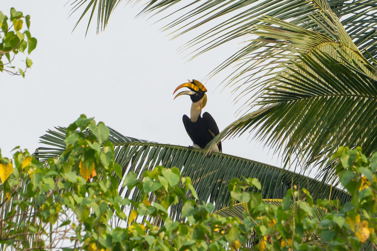 Great Hornbill - ML646653068