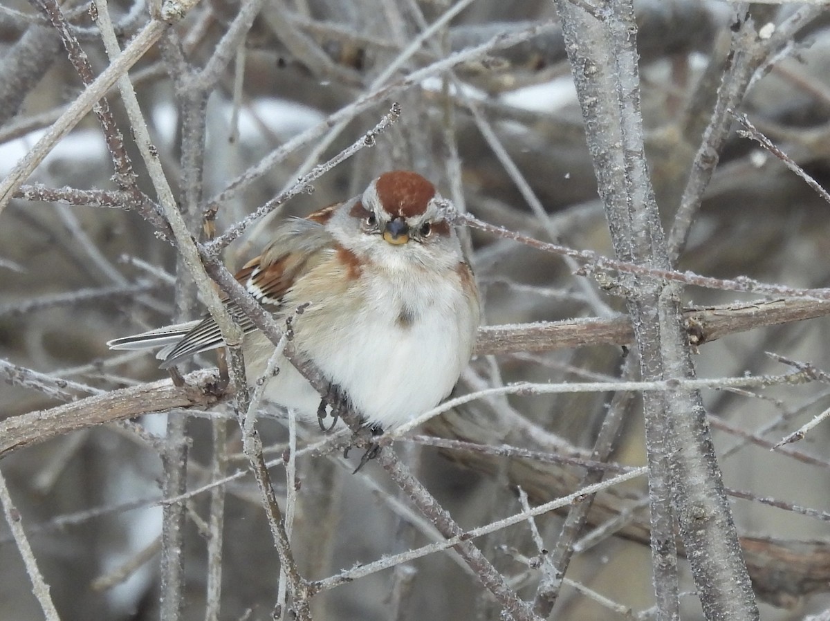 American Tree Sparrow - ML646653069
