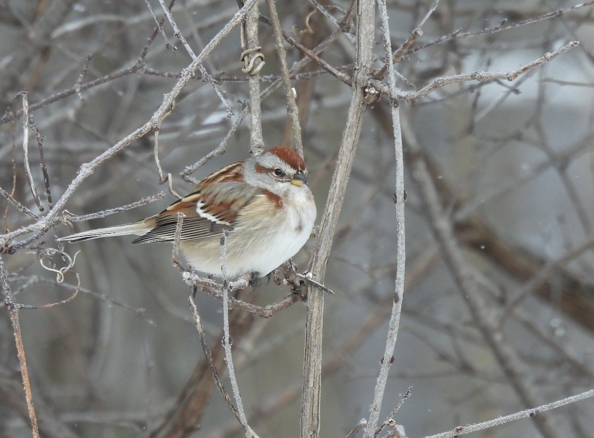 American Tree Sparrow - ML646653070