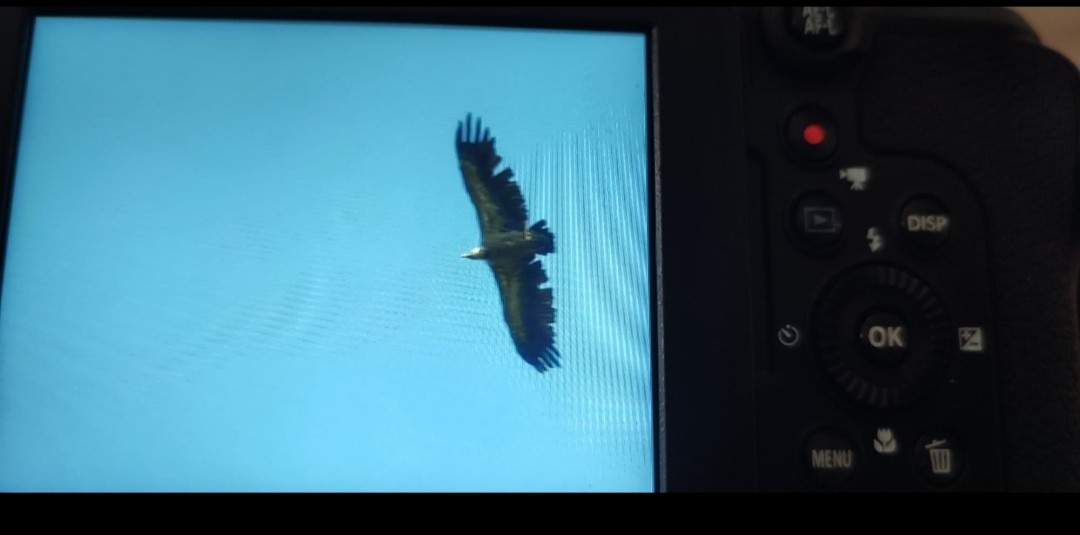 Eurasian Griffon - ML646653072