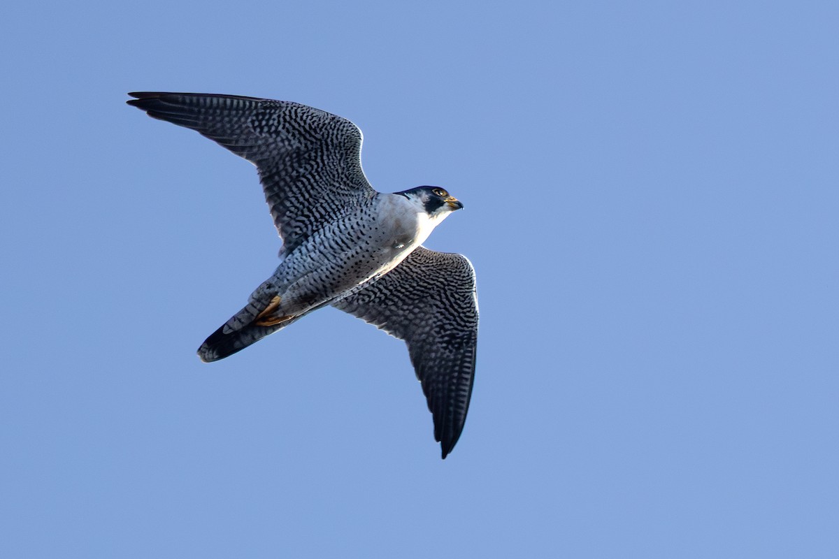 Peregrine Falcon - ML646653073