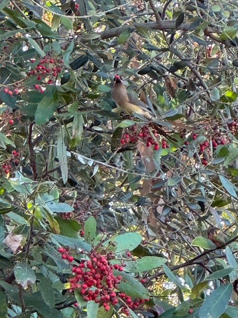 Buztanori amerikarra - ML646653076