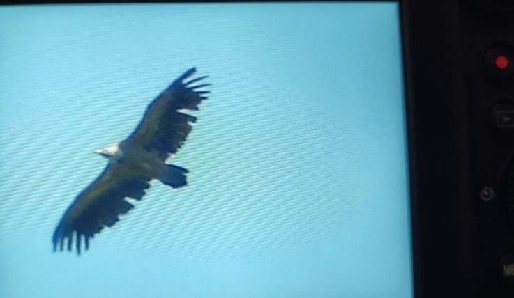 Eurasian Griffon - ML646653077