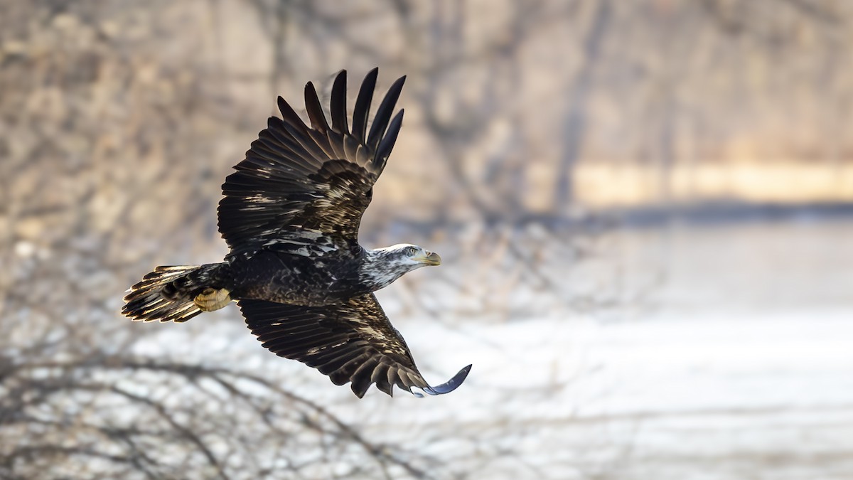 Bald Eagle - ML646653078