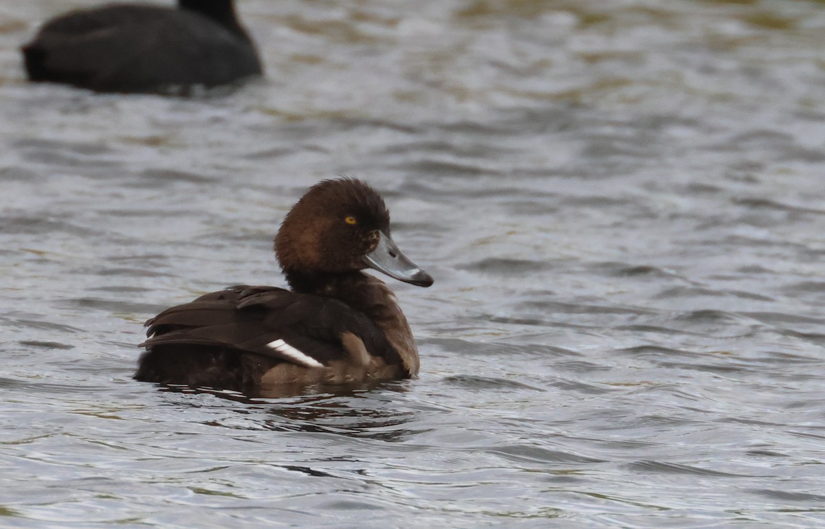 צולל מצויץ - ML646653079