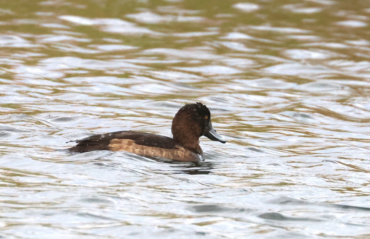 צולל מצויץ - ML646653080