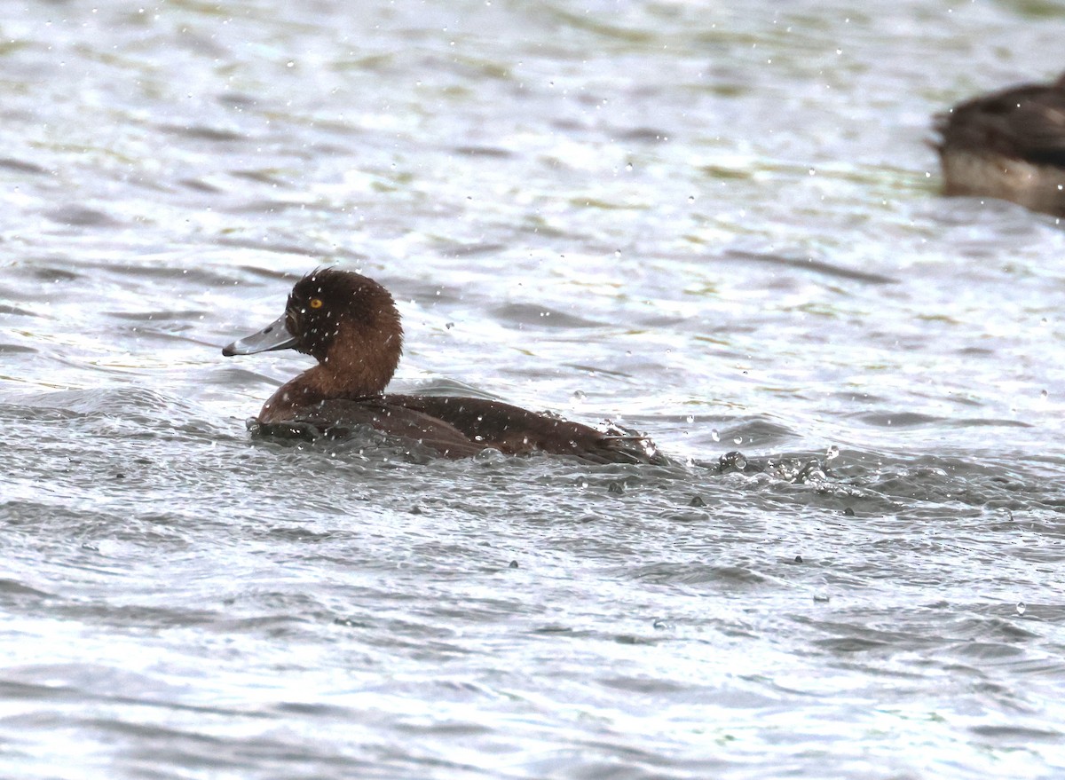 צולל מצויץ - ML646653081