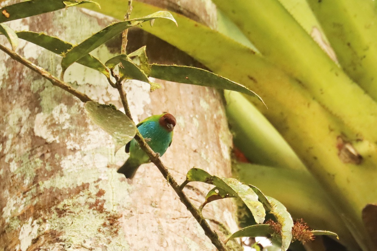 Bay-headed Tanager - ML646653082