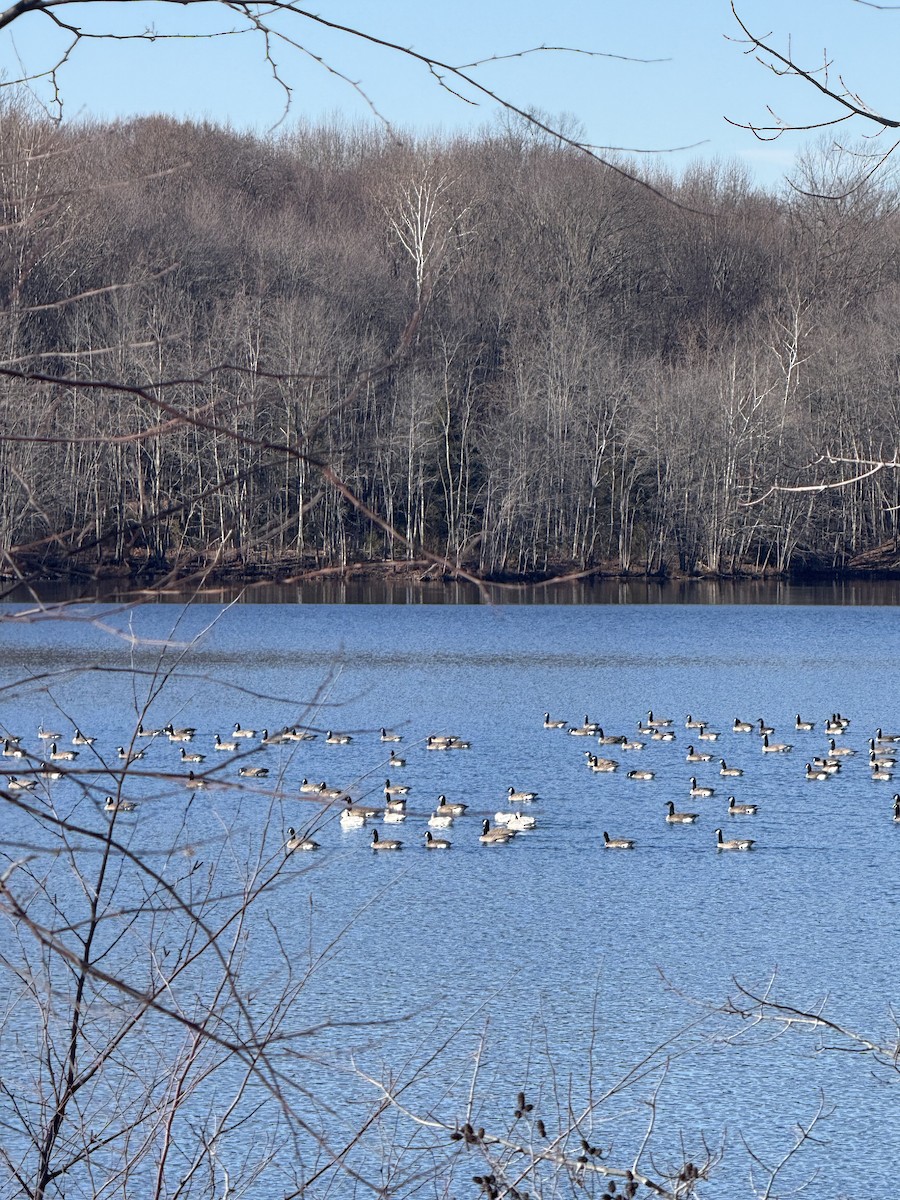 Oie des neiges - ML646653084