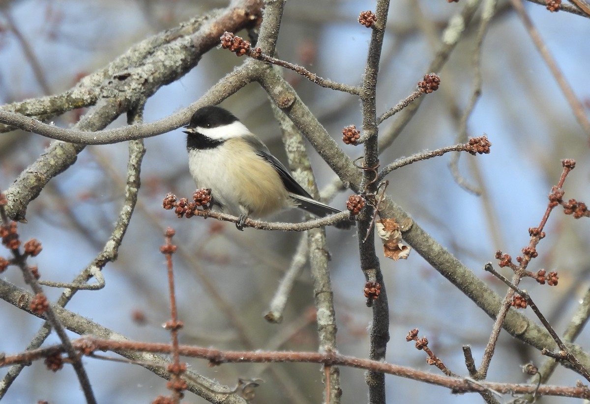 Black-capped Chickadee - ML646653085