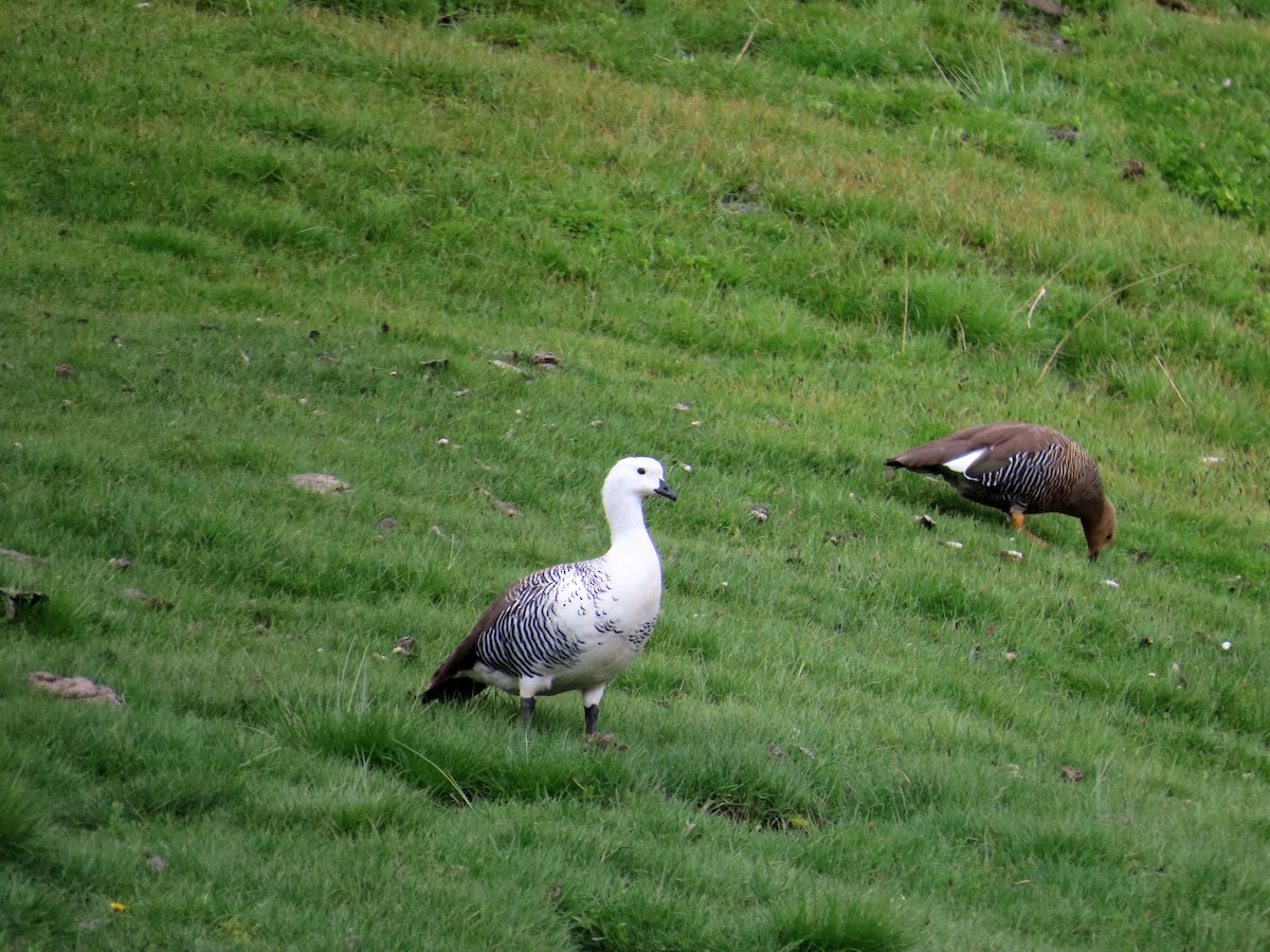 Upland Goose - ML646653086