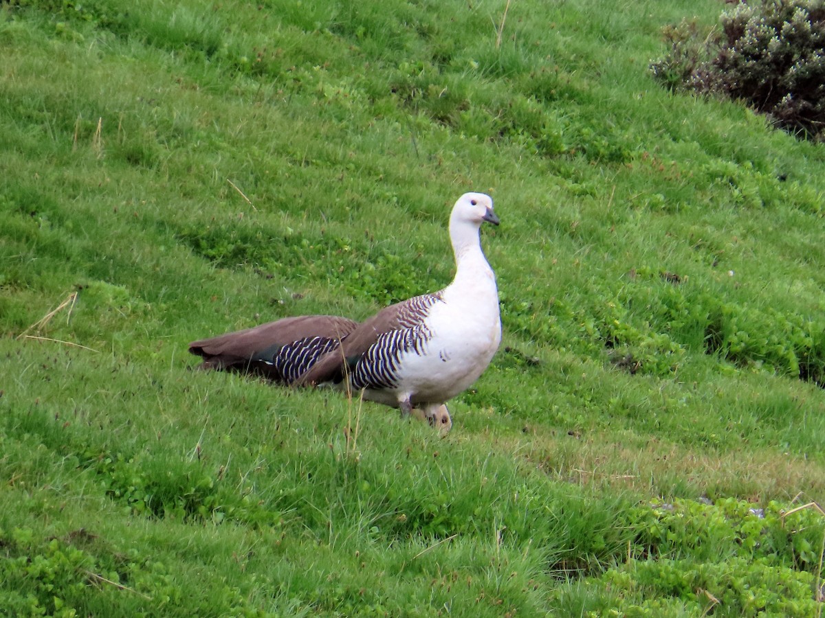 Upland Goose - ML646653087