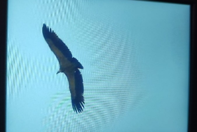 Eurasian Griffon - ML646653088