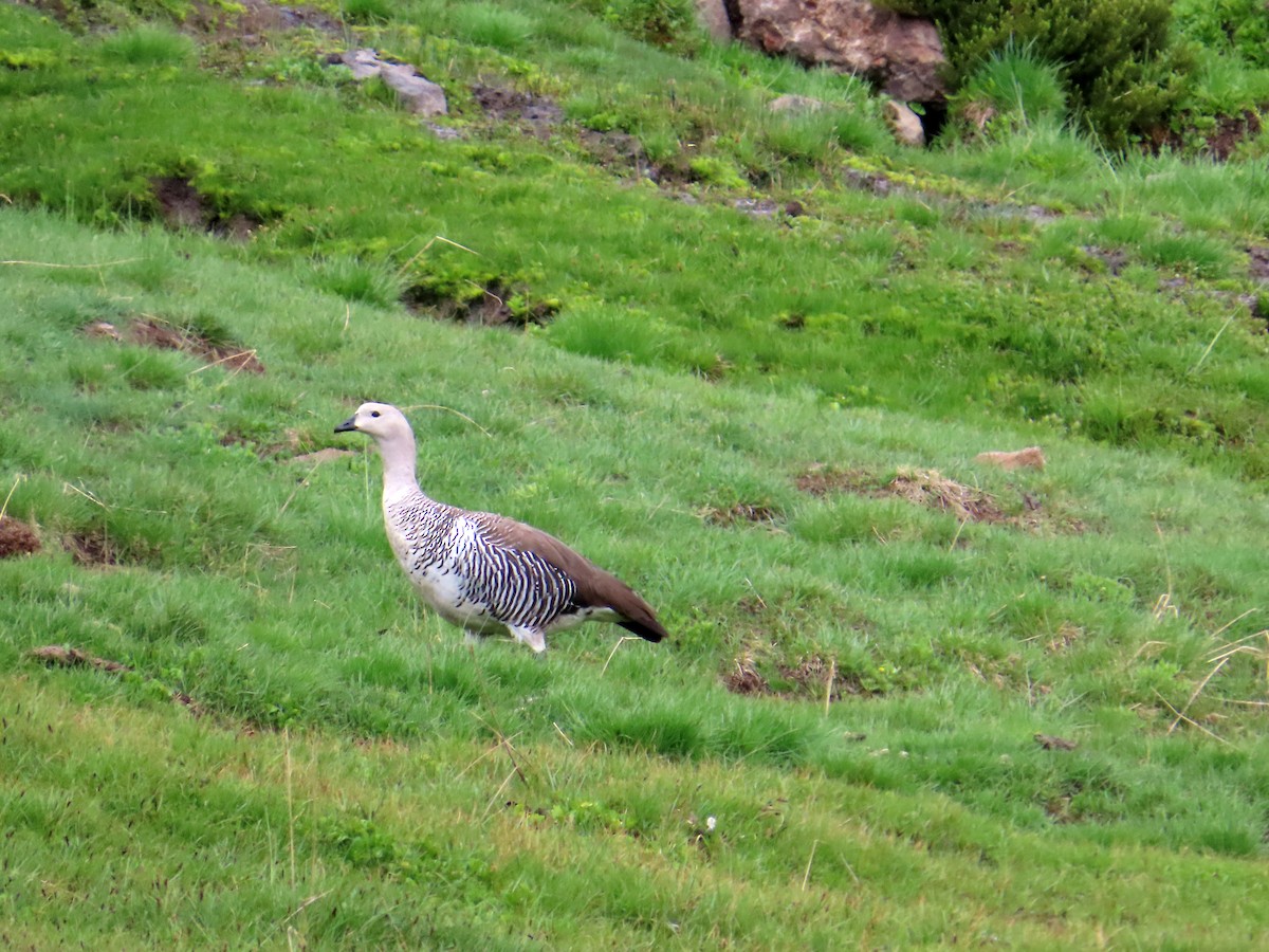 Upland Goose - ML646653089