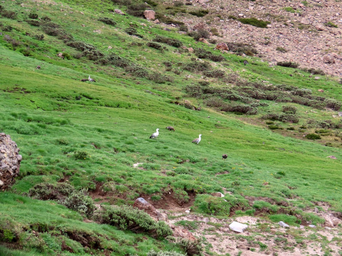 Upland Goose - ML646653090